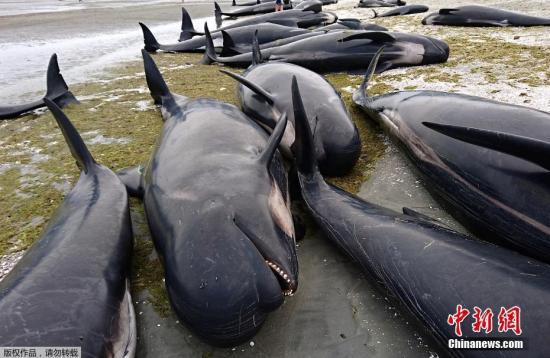  当地时间2月10日，新西兰金色海滩数百头鲸鱼搁浅海滩。
