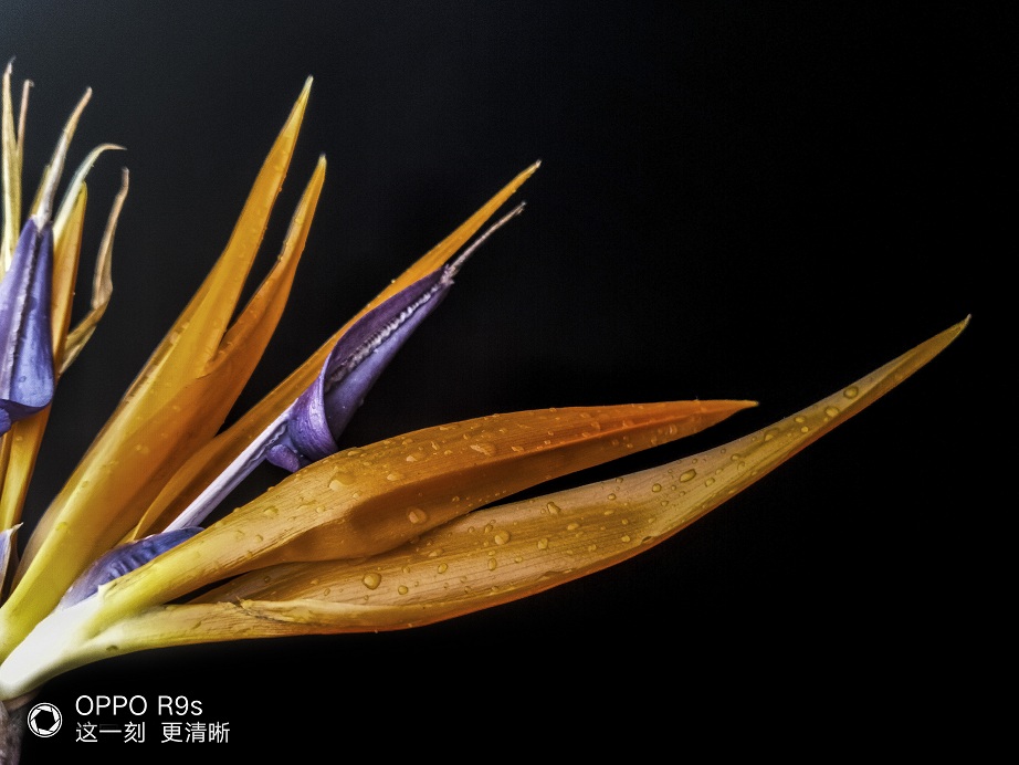 OPPO R9s样张 (5) .jpg