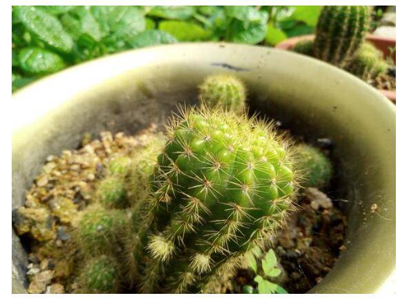 荣耀6A和魅蓝5s拍照实测 后者略胜一筹
