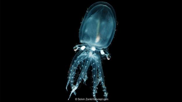透明章鱼是一种大洋性的深海章鱼