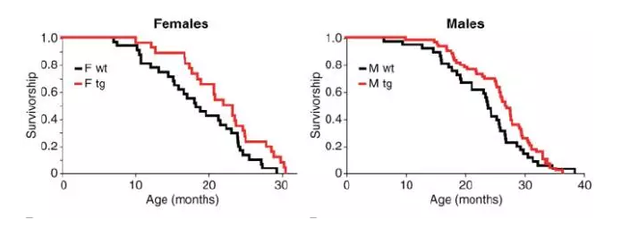 红线代表低体温小鼠，黑线代表正常小鼠，横轴表示年龄，纵轴表示存活率，左图为雌性小鼠，右图为雄性。向上偏移的红线意味着同年龄的低体温小鼠有较高的存活率。